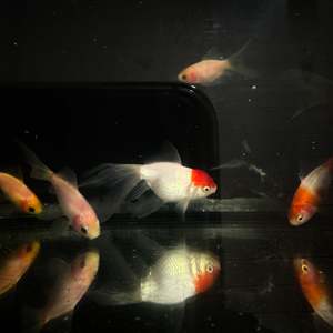 Assorted Fancy Goldfish