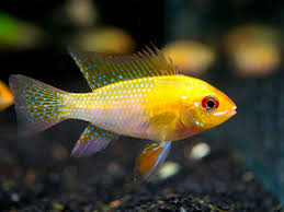 Tropical Fish: Gold Ram Dwarf Cichlid