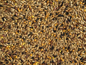 Birds: Topflite Canary Seed Mix 10KG