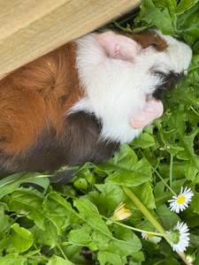 Live Animals: Male Young Guinea Pigs