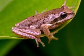whistling Tree frogs