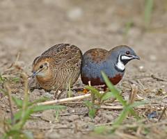 Button Quail Females