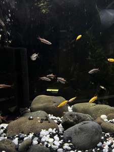 Veiltail White cloud mountain Minnows