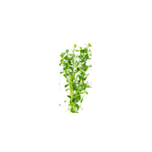 Liva Plants: Baby Tears - Bunched