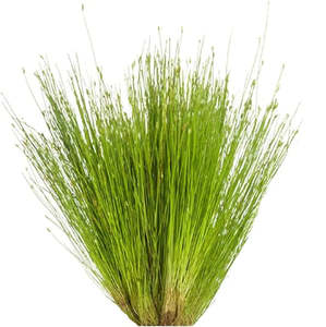 Hair Grass - Potted