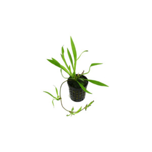 Latifolius Chain Sword - Potted