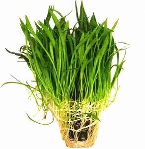Lilaeopsis Brasiliness - Potted