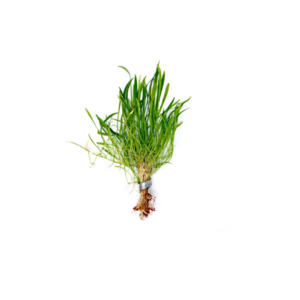 Liva Plants: Lilaeopsis Zealandia - Potted