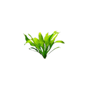 Amazon Sword  - Potted