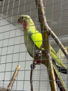 Princess Parrots