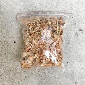Reptiles: Spag moss