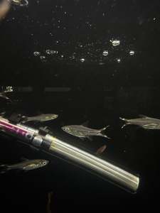 scissorTail Rasbora
