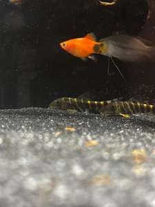 Bengal Loach