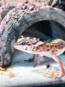 Leopard Gecko