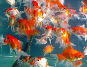 Fantail GoldFish (Small)