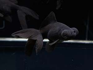 BlackMoore (Small)