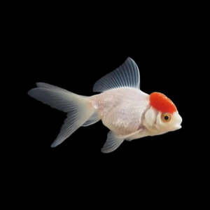 Cold Water Fish: Red Cap Oranda Med
