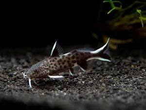 cuckoo Catfish - Synodontis Petricola