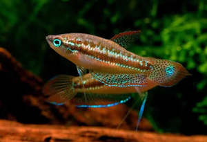 Tropical Fish: Croaking Gourami