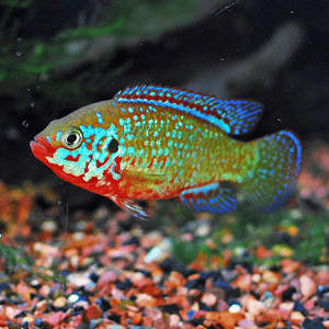 Locally Bred Jewel Cichlid  (5-6cm)