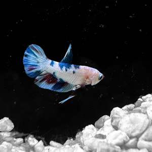 Plakat Male Betta