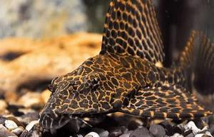 RedSpot Plecostomus