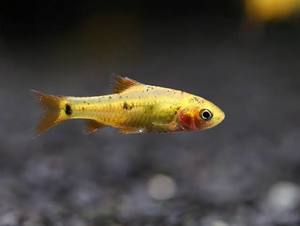 Tropical Fish: Golden Barb