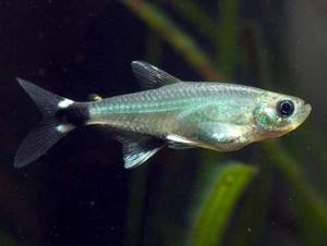 Tropical Fish: dawn/white spot tetra