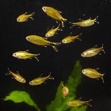 Tropical Fish: Silvertip Tetra