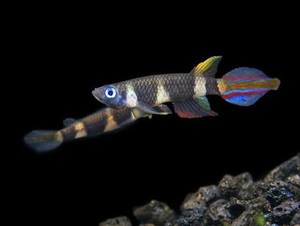 Tropical Fish: Clown Killifish