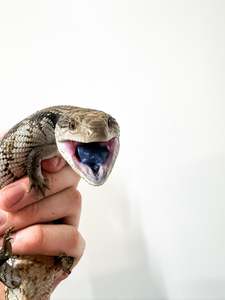 Live Animals: Blue Tounge Skinks