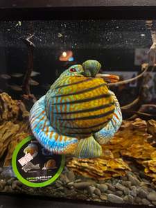 Green Pleco Plushies: Discus Plushy