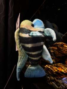 Green Pleco Plushies: Frontosa Plushy