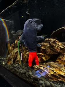 Green Pleco Plushies: RedTailed Shark Plushy