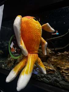 Green Pleco Plushies: Goldfish Plushy