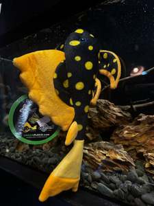 Green Pleco Plushies: Sunshine Pleco Plushy