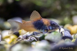 Tropical Fish: Venezuelan Orange Corydoras