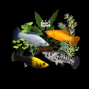 Tropical Fish: Locally Bred Assorted Mollys