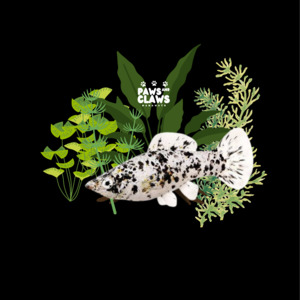 Tropical Fish: Locally Bred Dalmation Mollys