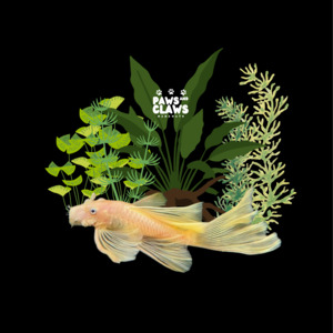 Tropical Fish: locally Bred Golden Longfin Bristlenose Pleco (SMALL)