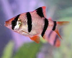 Tropical Fish: Tiger Barb