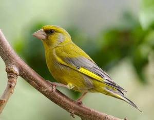 Live Animals: Green Finches