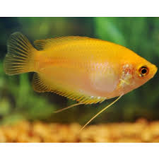 Tropical Fish: Golden Honey dwarf Gourami