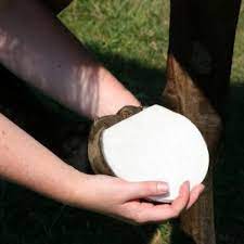 First Aid: Hoof Poultice