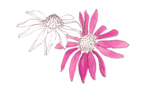 Herbal Teas — Persephone Potions: The Herb Files - Persephone Potions