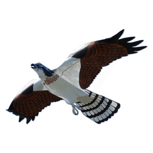 Osprey Hawk