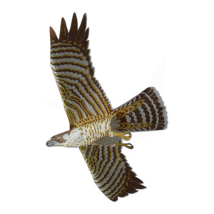 Agriculture: Peregrine Falcon