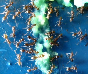 Vanquish Argentine Ant Bait