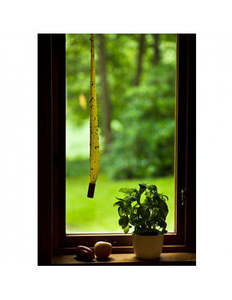 Flies: Eco-Friendly Fly Trap – Fly Spiral Trap (4 Pack) for Effective Insect Control