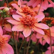Products: Dahlia 'Totally Tangerine'